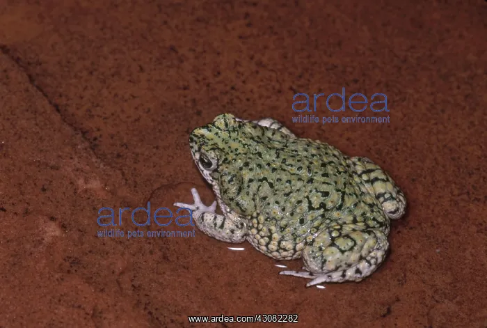 : Western Green Toad : Western Green Toad
