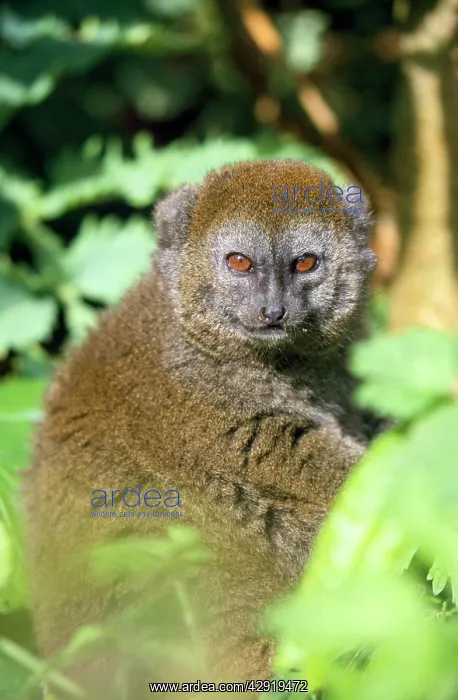 : Western Grey Bamboo Lemur : Western Grey Bamboo Lemur