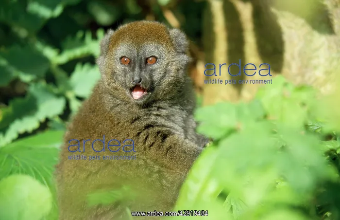 : Western Grey Bamboo Lemur : Western Grey Bamboo Lemur