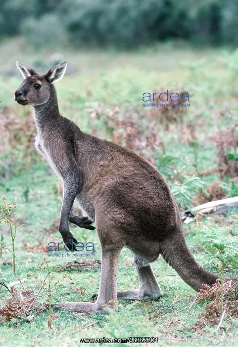 : WESTERN GREY KANGAROO : WESTERN GREY KANGAROO