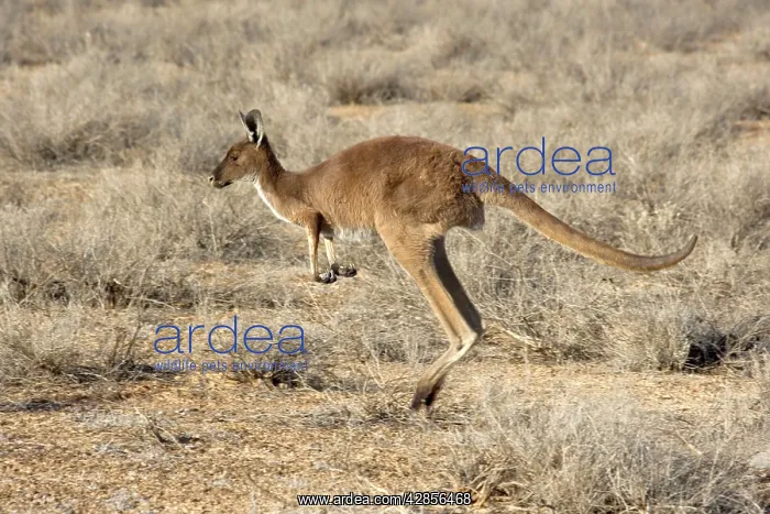 : Western Grey Kangaroo - adult jumping through the desert : Western Grey Kangaroo - adult jumping through the desert