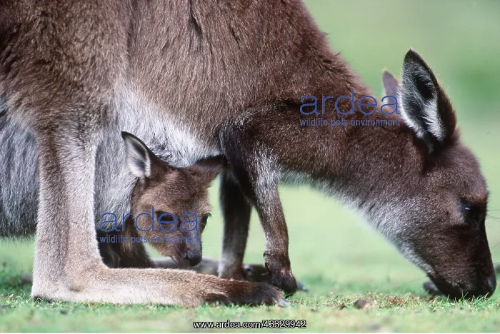 : WESTERN GREY KANGAROO - close-up of mother grazing with joey : WESTERN GREY KANGAROO - close-up of mother grazing with joey