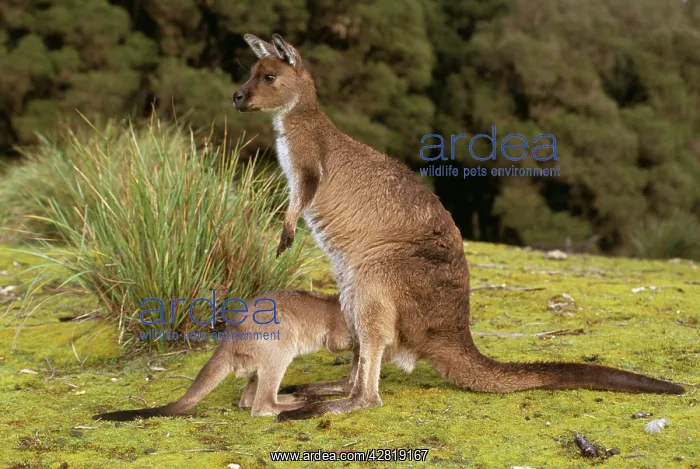 : Western Grey KANGAROO - with joey : Western Grey KANGAROO - with joey