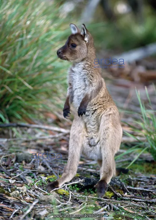  : Western Grey KANGAROO - joey