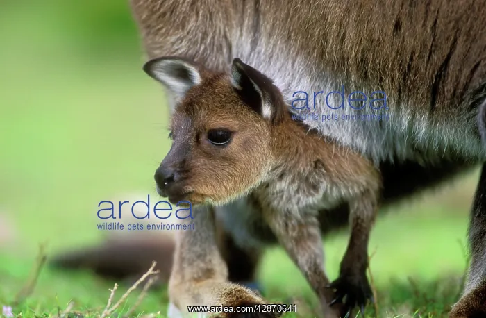 : Western Grey Kangaroo - with joey : Western Grey Kangaroo - with joey