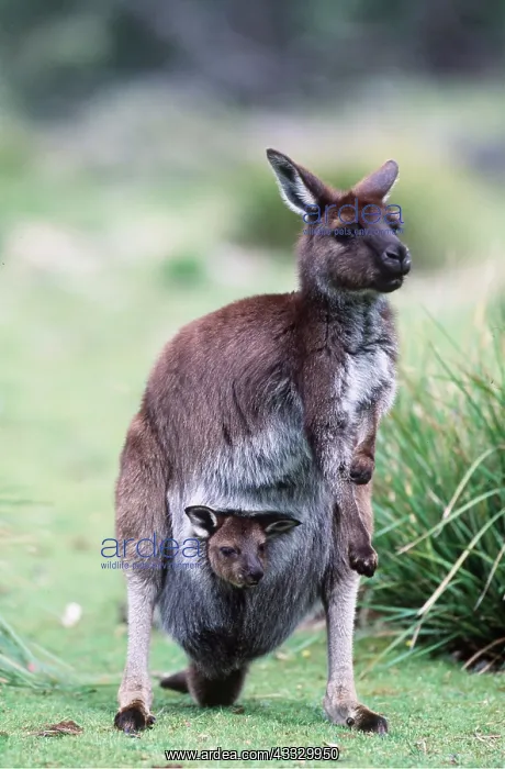 : Western Grey Kangaroo - & Joey : Western Grey Kangaroo - & Joey