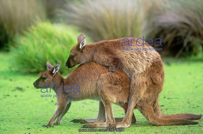 : Western Grey Kangaroo - Kangaroo Island subspecies matingS : Western Grey Kangaroo - Kangaroo Island subspecies matingS