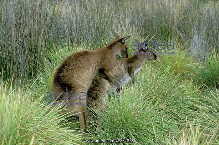 : Western Grey Kangaroo - Mating : Western Grey Kangaroo - Mating