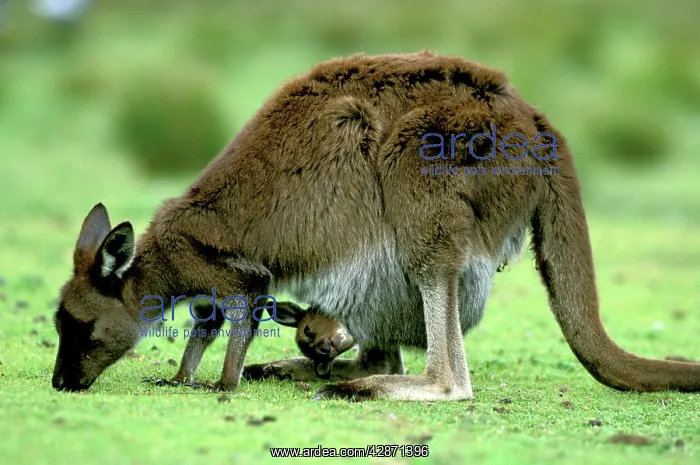 : Western Grey Kangaroo - mother eating grass with : Western Grey Kangaroo - mother eating grass with