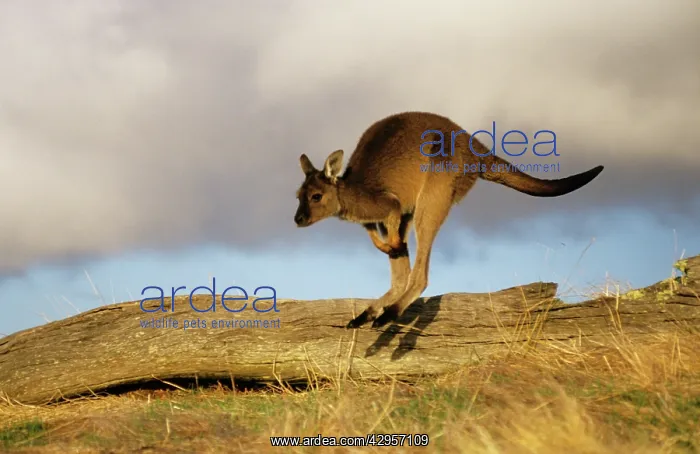 : Western Grey Kangaroo - running : Western Grey Kangaroo - running
