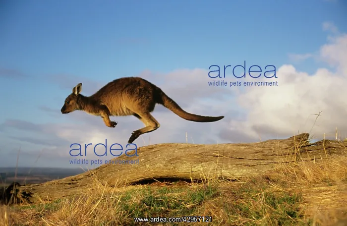 : Western Grey Kangaroo - running : Western Grey Kangaroo - running