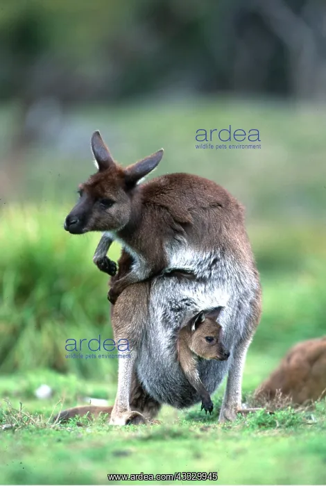 : Western Grey KANGAROO - young in pouch : Western Grey KANGAROO - young in pouch