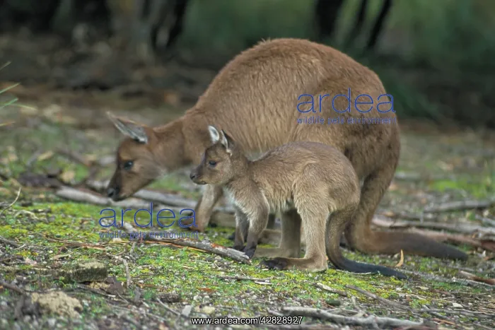 : Western Grey Kangaroos : Western Grey Kangaroos