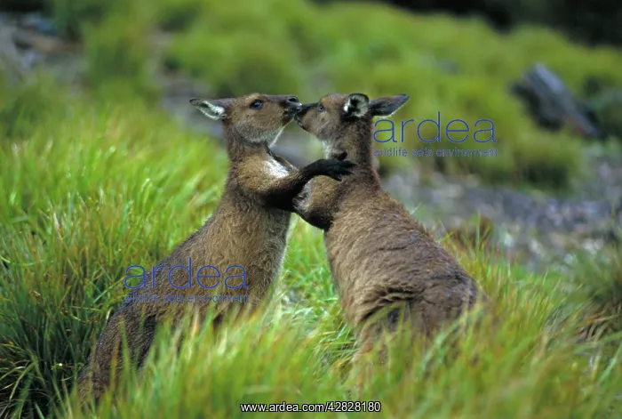 : Western Grey Kangaroos - males sparring : Western Grey Kangaroos - males sparring