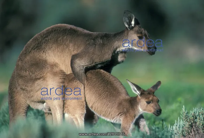 : Western Grey Kangaroos - mating : Western Grey Kangaroos - mating