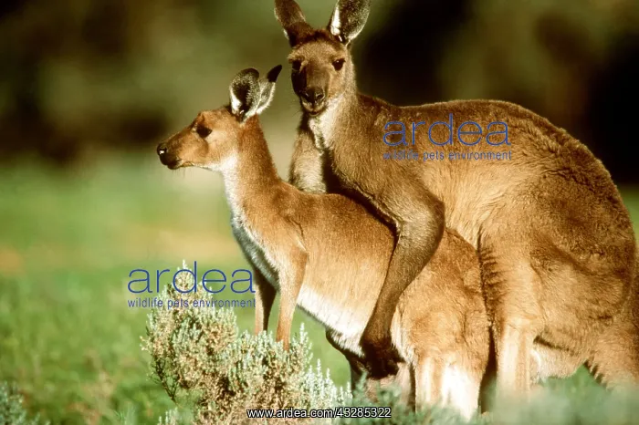 : Western Grey Kangaroos - mating : Western Grey Kangaroos - mating