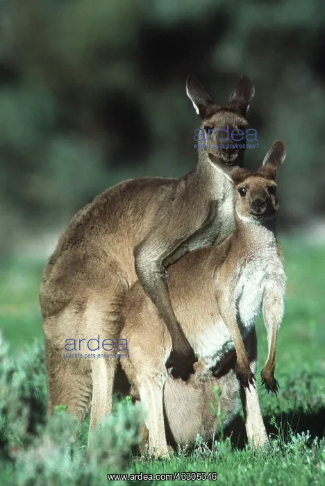 : Western Grey Kangaroos - mating : Western Grey Kangaroos - mating