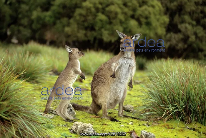 : Western Grey Kangaroos - Mother and joey : Western Grey Kangaroos - Mother and joey