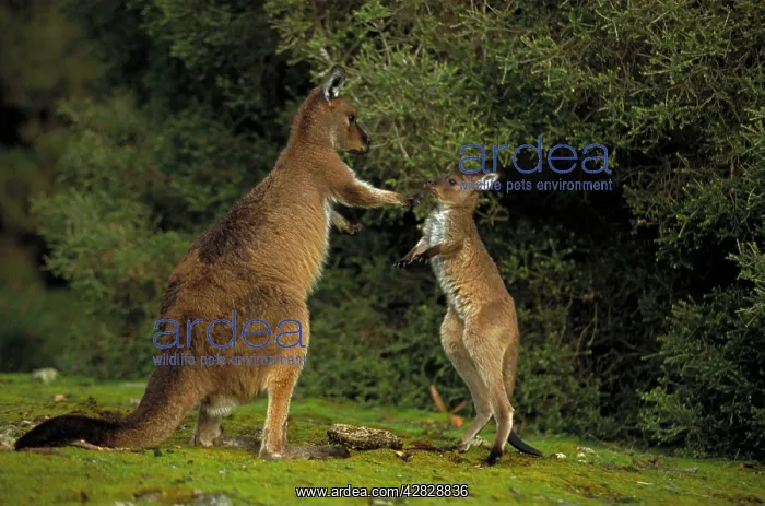 : Western Grey Kangaroos - Mother and joey : Western Grey Kangaroos - Mother and joey