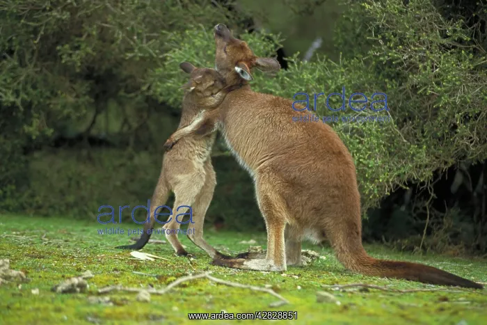 : Western Grey Kangaroos - Mother and joey hugging : Western Grey Kangaroos - Mother and joey hugging