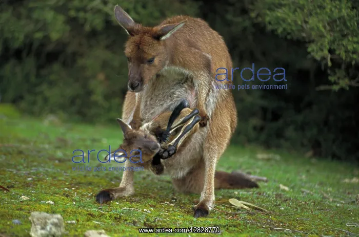 : Western Grey Kangaroos - Mother and joey in pouch : Western Grey Kangaroos - Mother and joey in pouch