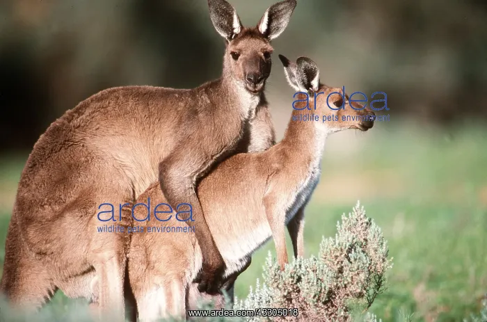 : Western Grey KANGAROOS - Pair mating : Western Grey KANGAROOS - Pair mating