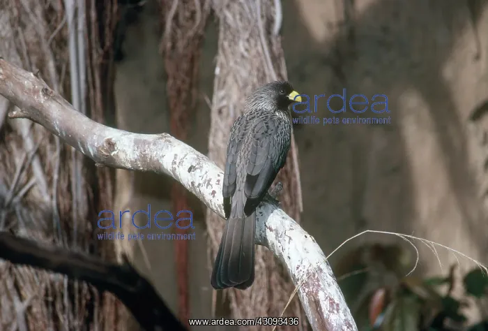 : Western Grey Plantain Eater : Western Grey Plantain Eater