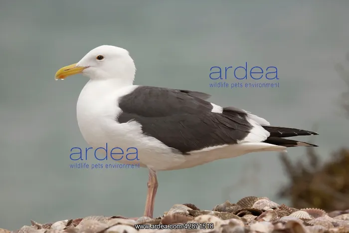: Western Gull : Western Gull