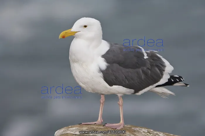 : Western Gull : Western Gull
