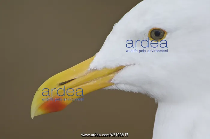 : Western Gull : Western Gull