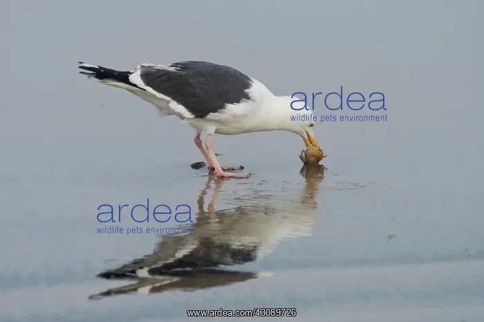 : Western Gull eats clam : Western Gull eats clam