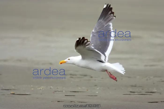 : Western Gull - In flight : Western Gull - In flight