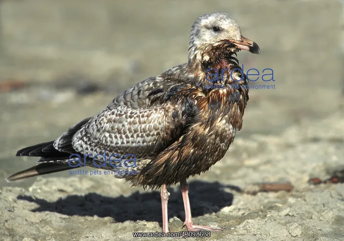 : Western Gull After an Oil Spill : Western Gull After an Oil Spill