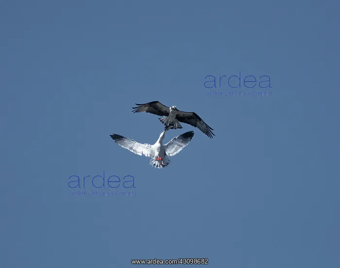 : Western Gull and Osprey : Western Gull and Osprey