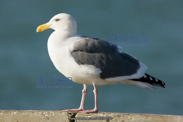 : Western Gull - perched on wall : Western Gull - perched on wall
