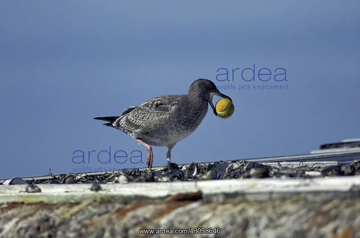 : Western Gull with a Tennis Ball : Western Gull with a Tennis Ball