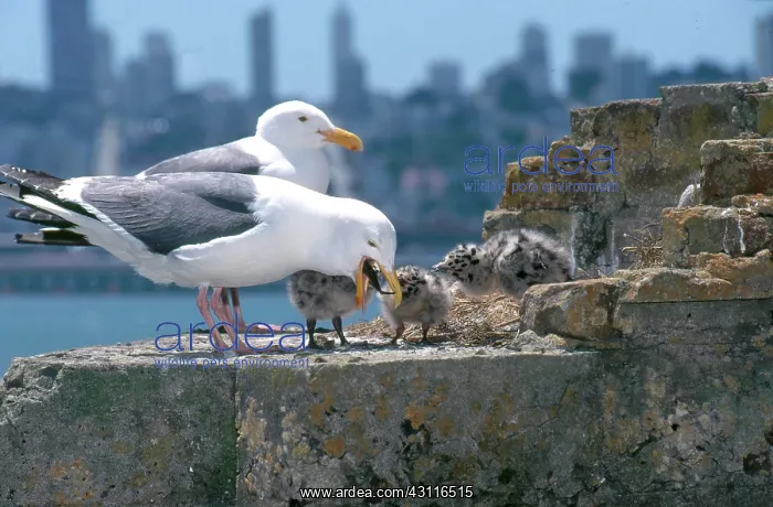  : Western Gulls
