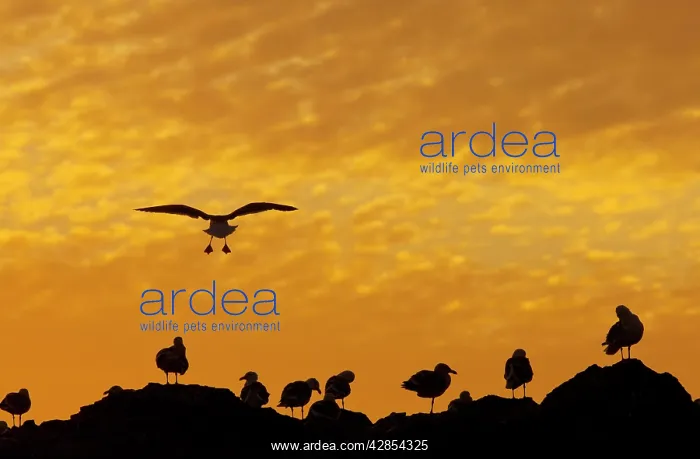 : Western Gulls - coming in to roost at sunset : Western Gulls - coming in to roost at sunset