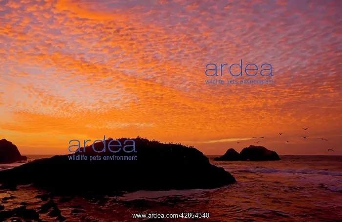 : Western Gulls - coming in to roost at sunset : Western Gulls - coming in to roost at sunset