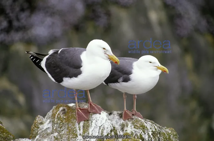 : Western Gulls (Larus occidentalis) : Western Gulls (Larus occidentalis)