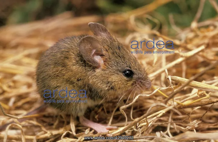  : Western Harvest Mouse