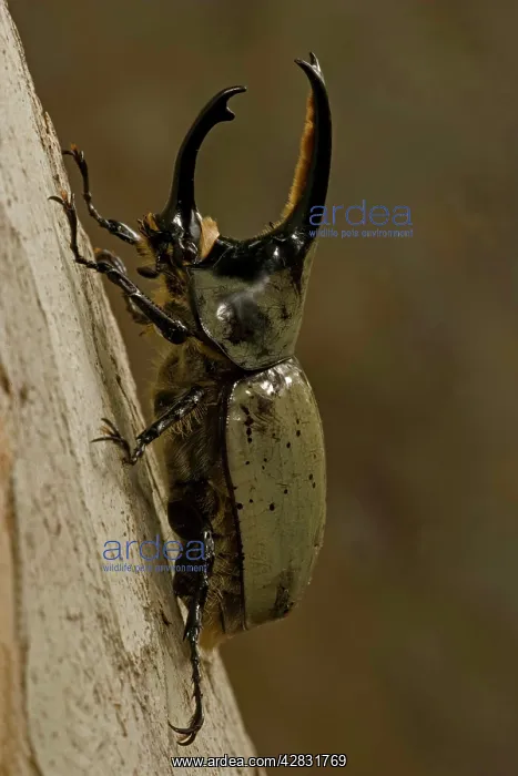 : Western Hercules Beetle - male : Western Hercules Beetle - male