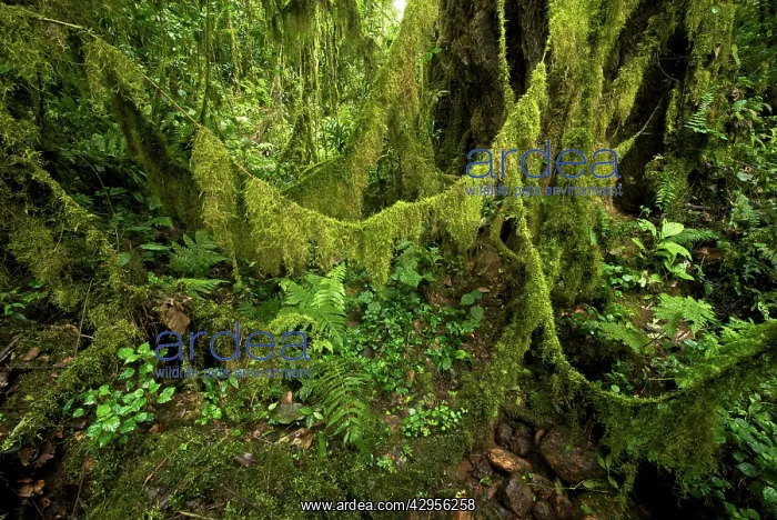 : Western Highlands forest - moss festoons on lianas : Western Highlands forest - moss festoons on lianas