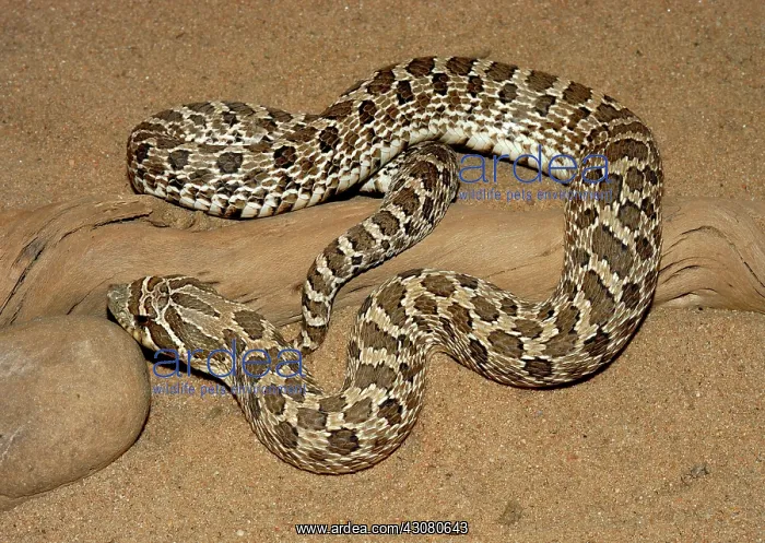  : Western Hognose Snake