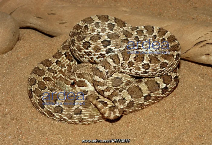 : Western Hognose Snake : Western Hognose Snake