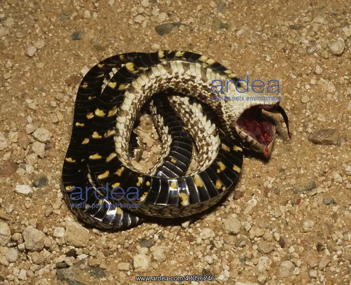  : Western Hognose Snake