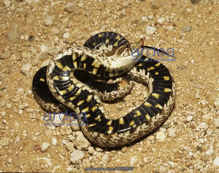 : Western Hognose Snake : Western Hognose Snake