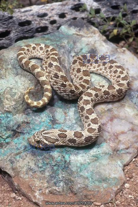 : Western Hognose Snake : Western Hognose Snake