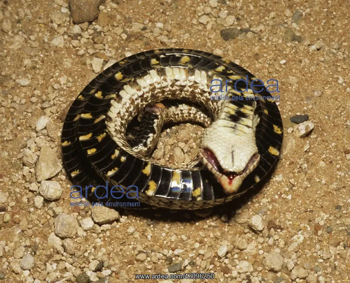 : Western Hognose Snake (Heterodon nasicus) : Western Hognose Snake (Heterodon nasicus)
