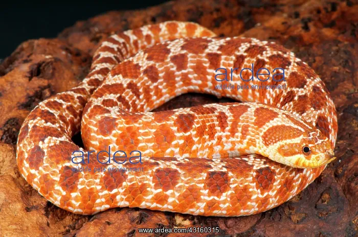 : Western hognosed snake (Heterodon nasicus) : Western hognosed snake (Heterodon nasicus)